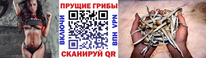 купить наркоту  Бирюч  Галлюциногенные грибы мицелий 
